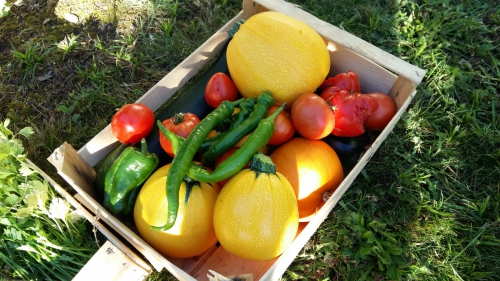 Vos paniers de légumes Bio potagercity.fr chez Herbéo