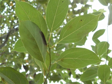 Aromathérapie – Les huiles essentielles Bio peu communes d’Herbéo, la nouvelle herboristerie de Bordeaux: Le Bois de Hô